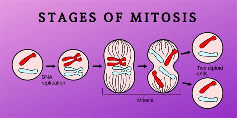 how many cells produced in mitosis|Cell Division: Stages of Mitosis .